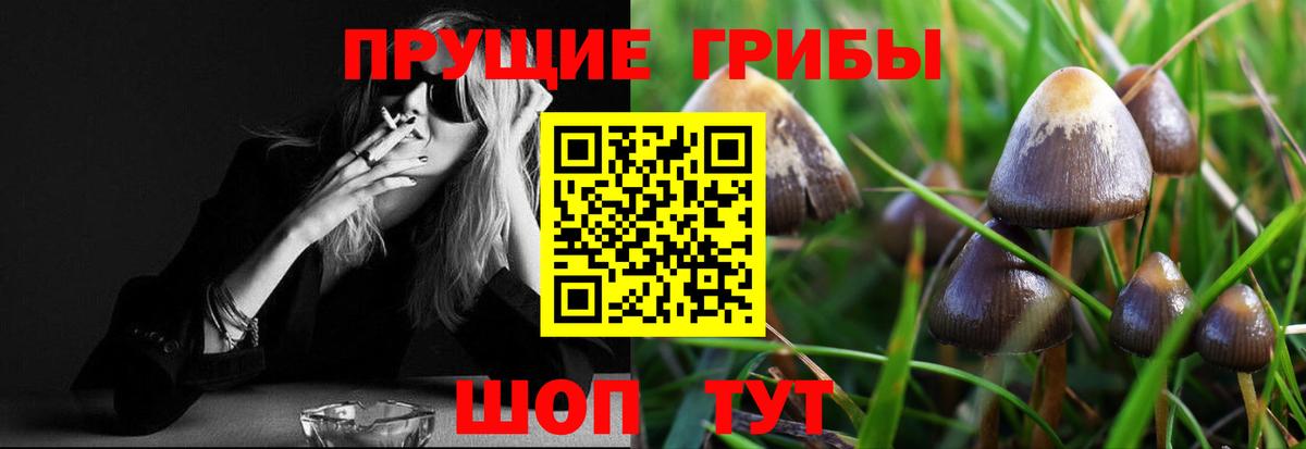 Галлюциногенные грибы Psilocybine cubensis Муром