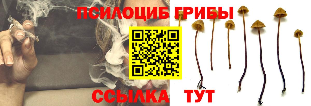 Галлюциногенные грибы Psilocybine cubensis  купить  сайты  Муром  Галлюциногенные грибы прущие грибы  Вход с VPN 